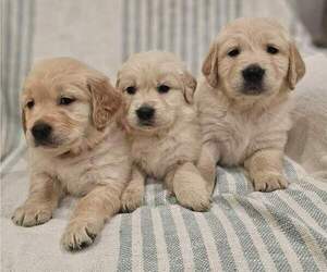 Golden Retriever Puppy for sale in SACRAMENTO, CA, USA