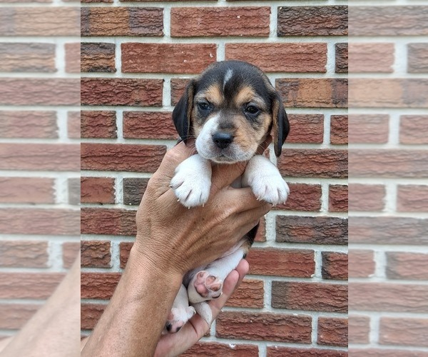 Medium Photo #2 Beagle Puppy For Sale in BLAIRSVILLE, GA, USA