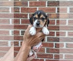 Small #1 Beagle