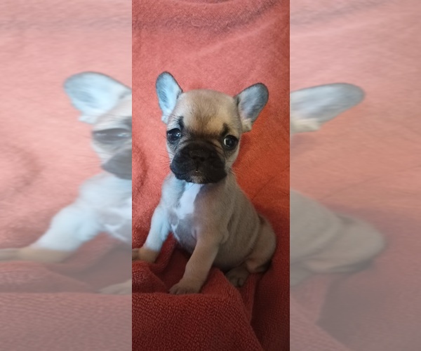 Medium Photo #3 French Bulldog Puppy For Sale in DENVER, CO, USA