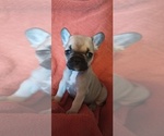 Small #2 French Bulldog