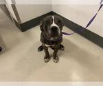 Small American Pit Bull Terrier