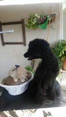 Mother of the Poodle (Standard) puppies born on 10/03/2017