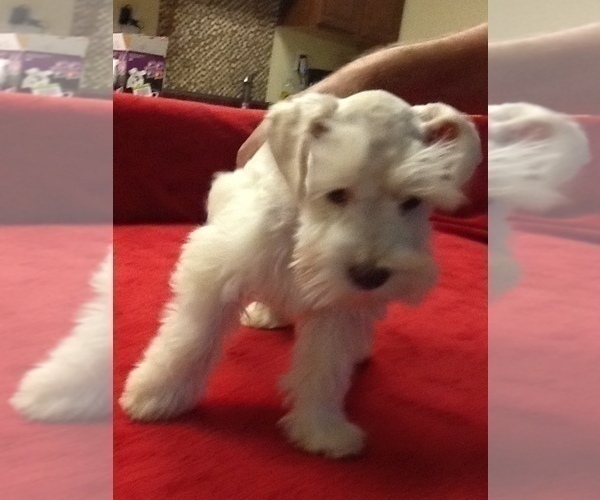 Medium Photo #21 Schnauzer (Miniature) Puppy For Sale in COLONIAL HEIGHTS, TN, USA
