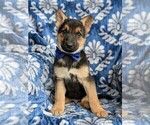Small Photo #1 German Shepherd Dog Puppy For Sale in NORTH EAST, MD, USA
