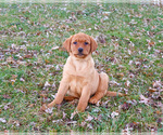 Small #5 Labrador Retriever