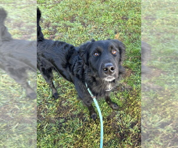 Medium Photo #2 Labrador Retriever-Unknown Mix Puppy For Sale in Evansville, IN, USA