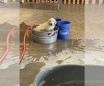 Small #6 Labrador Retriever