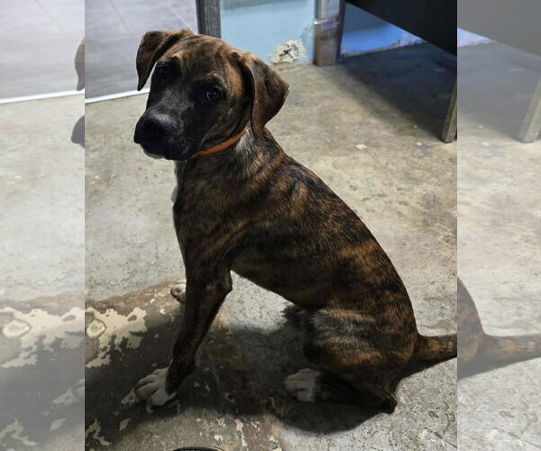 Medium Photo #4 Boxer-Unknown Mix Puppy For Sale in Burnsville, MN, USA