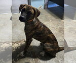 Small #3 Boxer Mix