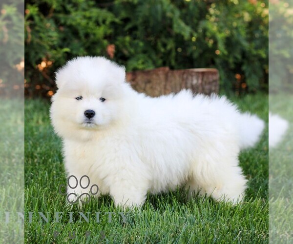 Medium Photo #5 Samoyed Puppy For Sale in LITITZ, PA, USA