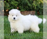 Small #4 Samoyed