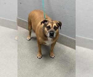 Mutt Dogs for adoption in Las Vegas, NV, USA