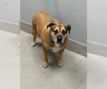 Small Mutt
