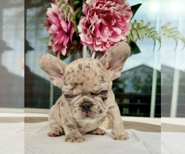 Medium Photo #3 French Bulldog Puppy For Sale in SACRAMENTO, CA, USA
