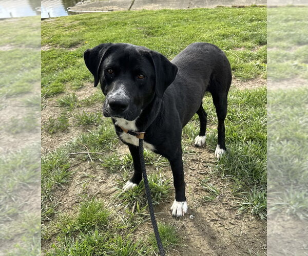 Medium Photo #1 Labrador Retriever Puppy For Sale in Evansville, IN, USA