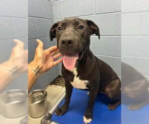 Labrador Retriever-Unknown Mix Dogs for adoption in Rowlett, TX, USA