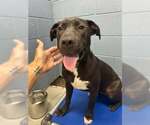 Small Labrador Retriever Mix