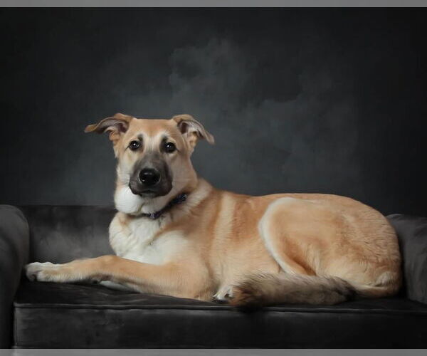 Medium Photo #1 Mutt Puppy For Sale in Bellevue, WA, USA