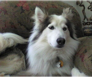 Huskimo Dogs for adoption in Westmont, IL, USA