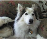 Small Huskimo