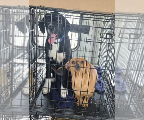 Medium Photo #2 Borador Puppy For Sale in Aurora, IN, USA