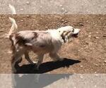 Small Photo #1 Border Collie Puppy For Sale in CHULA VISTA, CA, USA
