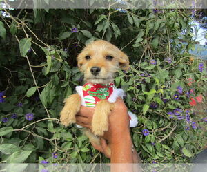 Chihuahua-Unknown Mix Dogs for adoption in San Diego, CA, USA