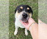 Small #2 Mutt