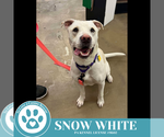 Small American Pit Bull Terrier Mix