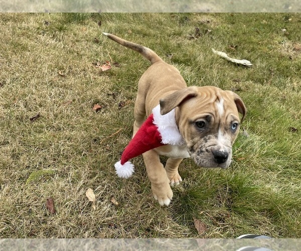 Medium Photo #5 American Bully Puppy For Sale in FEDERAL WAY, WA, USA