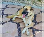 Small #4 Anatolian Shepherd-German Shepherd Dog Mix