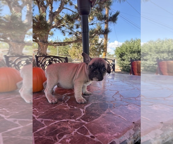 Medium Photo #14 French Bulldog Puppy For Sale in YUCCA VALLEY, CA, USA