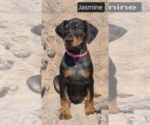 Doberman Pinscher Puppy for Sale in POMEROY, Ohio USA