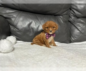 Cavapoo Puppy for sale in CAMPBELLSVILLE, KY, USA