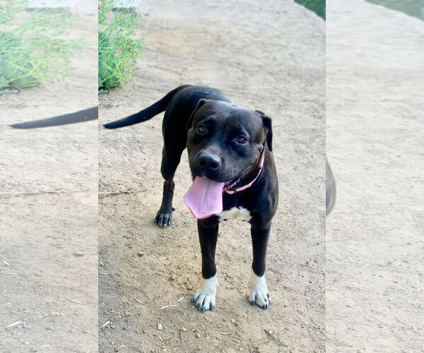 Medium Photo #4 Labrador Retriever-Unknown Mix Puppy For Sale in San Diego, CA, USA