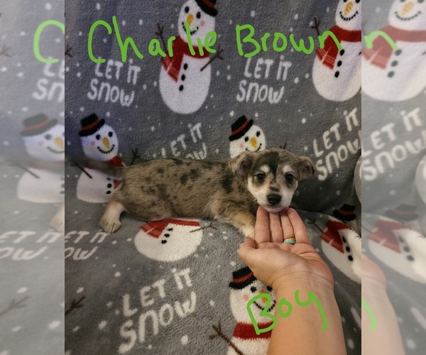 Medium Photo #6 Chizer Puppy For Sale in MONTEZUMA, GA, USA