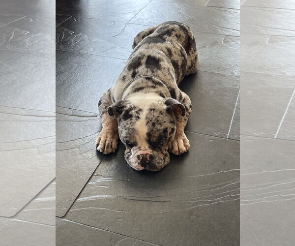 Medium Photo #7 Bulldog Puppy For Sale in St. Louis Park, MN, USA