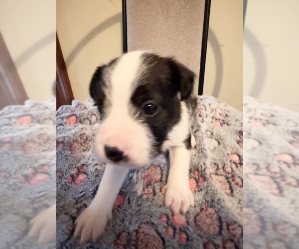 Medium Photo #2 Boston Terrier-Jack Russell Terrier Mix Puppy For Sale in LONDONDERRY, NH, USA