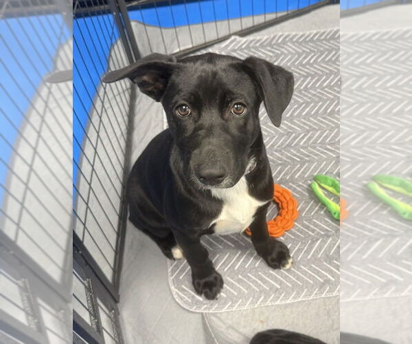 Medium Photo #28 Labrador Retriever-Unknown Mix Puppy For Sale in OKLAHOMA CITY, OK, USA