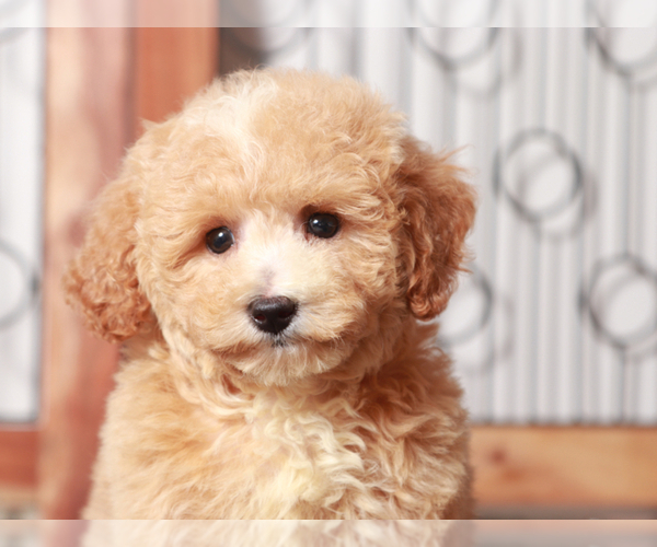 Medium Photo #3 Poochon Puppy For Sale in NAPLES, FL, USA