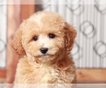 Small #2 Poochon