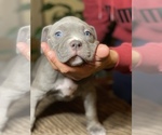 Small Photo #10 American Bully Puppy For Sale in PHILA, PA, USA