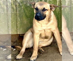 Black Mouth Cur-Plott Hound Mix Dogs for adoption in Okolona, MS, USA