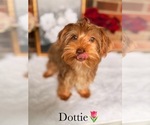 Small #18 Yorkshire Terrier