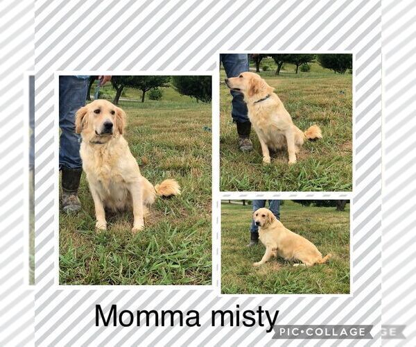 Medium Photo #1 Golden Retriever Puppy For Sale in AUSTIN, KY, USA
