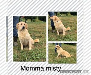 Mother of the Golden Retriever puppies born on 07/31/2025