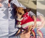 Small Photo #10 Chihuahua Puppy For Sale in Bellmawr, NJ, USA