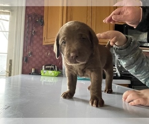 Labrador Retriever Puppy for sale in RIPON, WI, USA