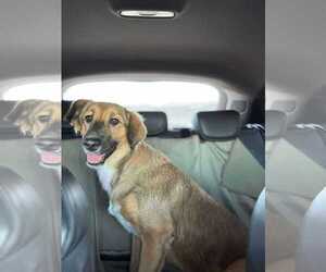 Mutt Dogs for adoption in Rockaway, NJ, USA